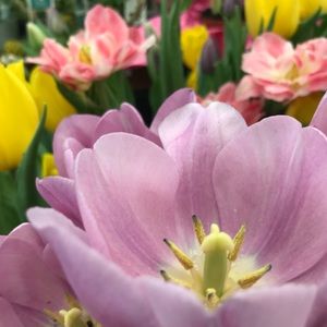 Meet your Posher, Bobbi